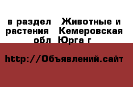  в раздел : Животные и растения . Кемеровская обл.,Юрга г.